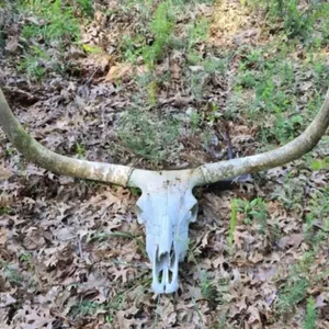 Real Longhorn Skull with Horns 49" Tip to Tip