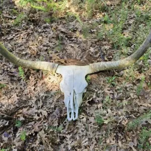 Real Longhorn Skull with Horns 49 1/2" Tip to Tip