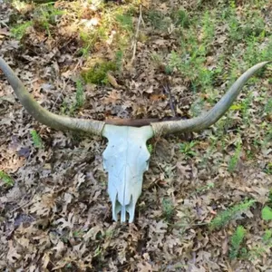 Real Longhorn Skull with Horns 52" Tip to Tip