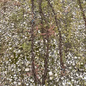 13’ log chain