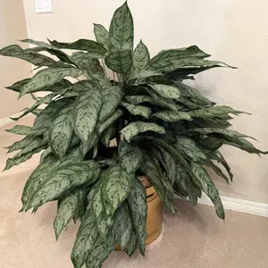 Faux Chinese Evergreen Plant