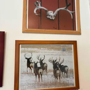 RAM AND DEER WILDLIFE FRAMED PHOTOS, QTY (4)
