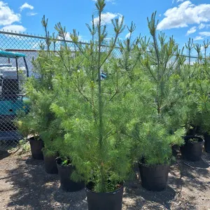 White Pine