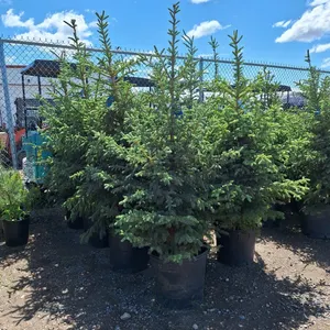 Black Hills Spruce