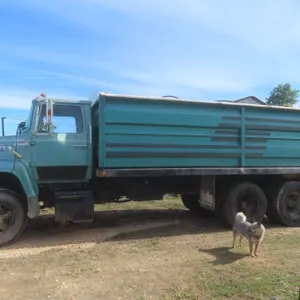 1983 Ford 800 Grain Truck, 429 Gas, 5-Spd x2, Tandem, 20 Ft Loadline Box, Roll Top Tarp