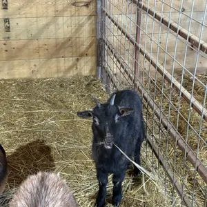 *OFFSITE* Nigerian/pygmy cross doeling born August 2025