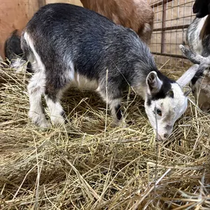 *OFFSITE* Nigerian/pygmy cross doeling, born March 6 2026