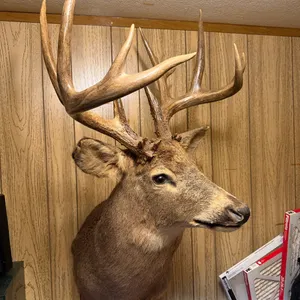 Deer and Fish Mounts * This item Sold Live On-Site only. Must attend auction in person to purchase.