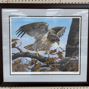 Framed Red Tail Hawk Print