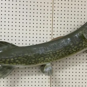 28" Northern Pike Fish Mount