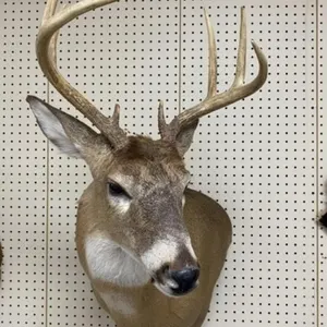White Tail Deer Mount