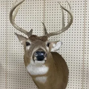 White Tail Deer Mount