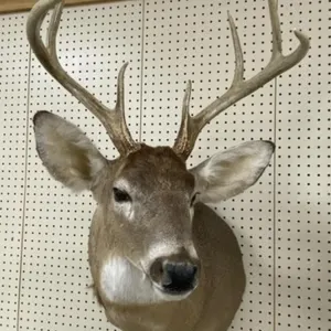 White Tail Deer Mount