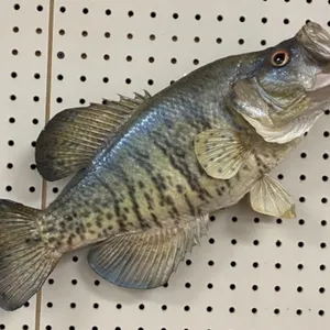 18" Fish Mount