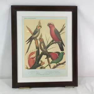 Cassell's Canaries & Cage Birds
