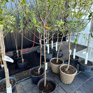 Harcourt Apple Tree (Approx. 6') - Must Take 2 Times the Bid Price