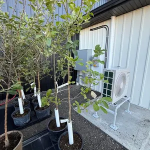 Red Sparkle Apple Tree (Approx. 7') - Must Take 2 Times the Bid Price