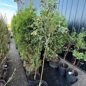Parkland Apple Tree (Approx. 7') - Must Take 2 Times the Bid Price