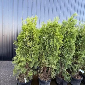 July 8ᵗʰ Regina Patio Block, Trees and Shrubs Auction