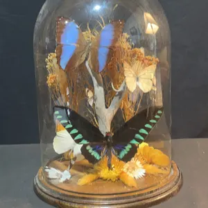 Butterfly Specimen Display Under Glass Dome