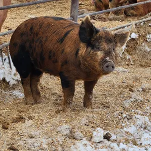 OFFSITE - 25lb Naturally smoked farmers sausage family pack