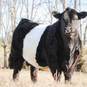 OFFSITE - 50 lb family pack of Manitoba premium home grown 18 days aged provincially inspected beef