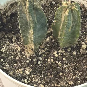 2 x 3� Live Cacti Plants