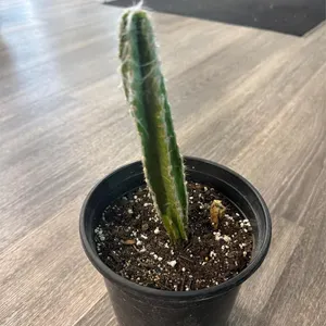 12� Live Cactus Plant