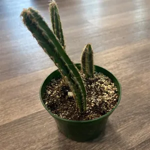 3 x 6� Cacti Live Plant