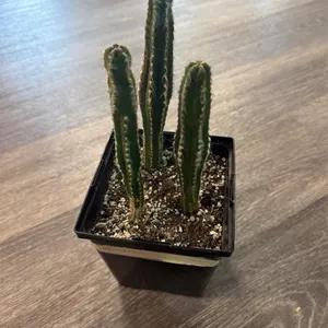 3 x 8� Live Cacti Plants