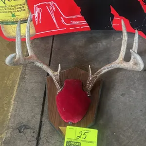 A Vintage Deer Antler Wall Mount. (Unknown Maker, 20th Century) An 8-point deer antler mount featuring a red velvet-covered skull cap. The antlers are