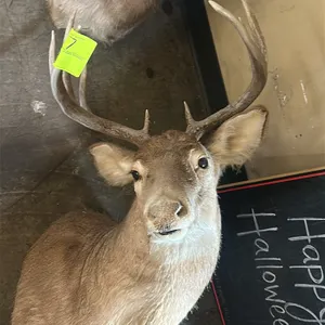 A 10-Point Deer Taxidermy Shoulder Mount. (Unknown Creator, Late 20th Century) A classic taxidermy shoulder mount of a 10-point buck, posed with a sli