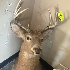 10-point deer head taxidermy shoulder mount. Features a 10-point antler rack. Designed for wall mounting.