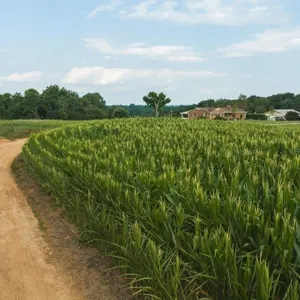 Riverfront Land for Sale in Granite Falls NC