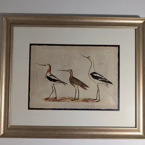 Framed Avocet Bird Print