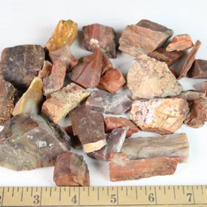 Arizona Petrified Wood, 1 lb