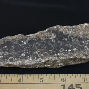 Turritella Agate, 13 oz