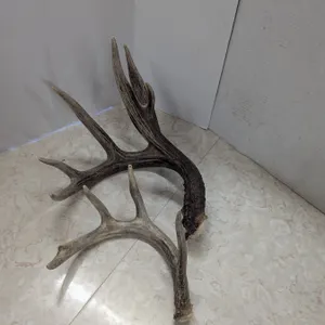 2 antler sheds