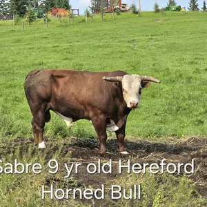 9 YR OLD HEREFORD BULL - HORNED NAMED SABRE