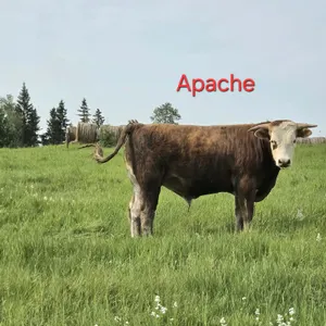 1 YR OLD YEARLING SWISS MILK COW/HEREFORD CROSS BULL - NAMED APACHE