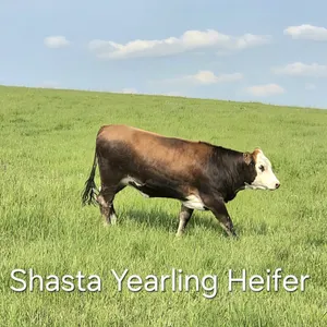 1 YR OLD YEARLING HEREFORD/CHAROLAIS CROSS COW - NO NAME