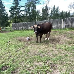 APRROX 4-5 YR OLD SWISS MILK COW - NAMED MISTY