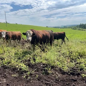9 YR OLD HEREFORD BULL - POLLED NAMED CHESTER