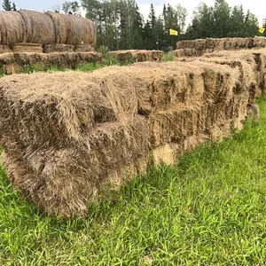 21 - SQ BALES OF 2025 CROP/GRASS MIX