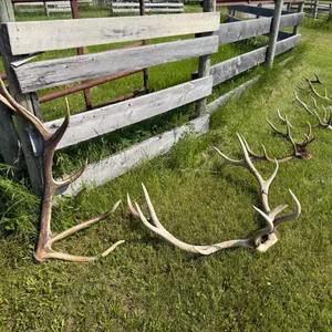 Large Assortment of Elk, Moose, Caribou and Deer Horns (Tagged by Fish and Wildlife and Ready to be Transferred)