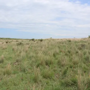 Schamburg Land Auction