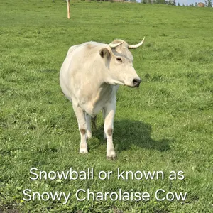 APPROX 3-4 YR OLD CHAROLAIS COW - NAMED SNOWY
