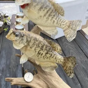 Taxidermy Crappie Mount