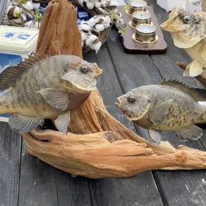 Taxidermy Blue Gill Mount