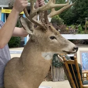 White Tail Deer Mount